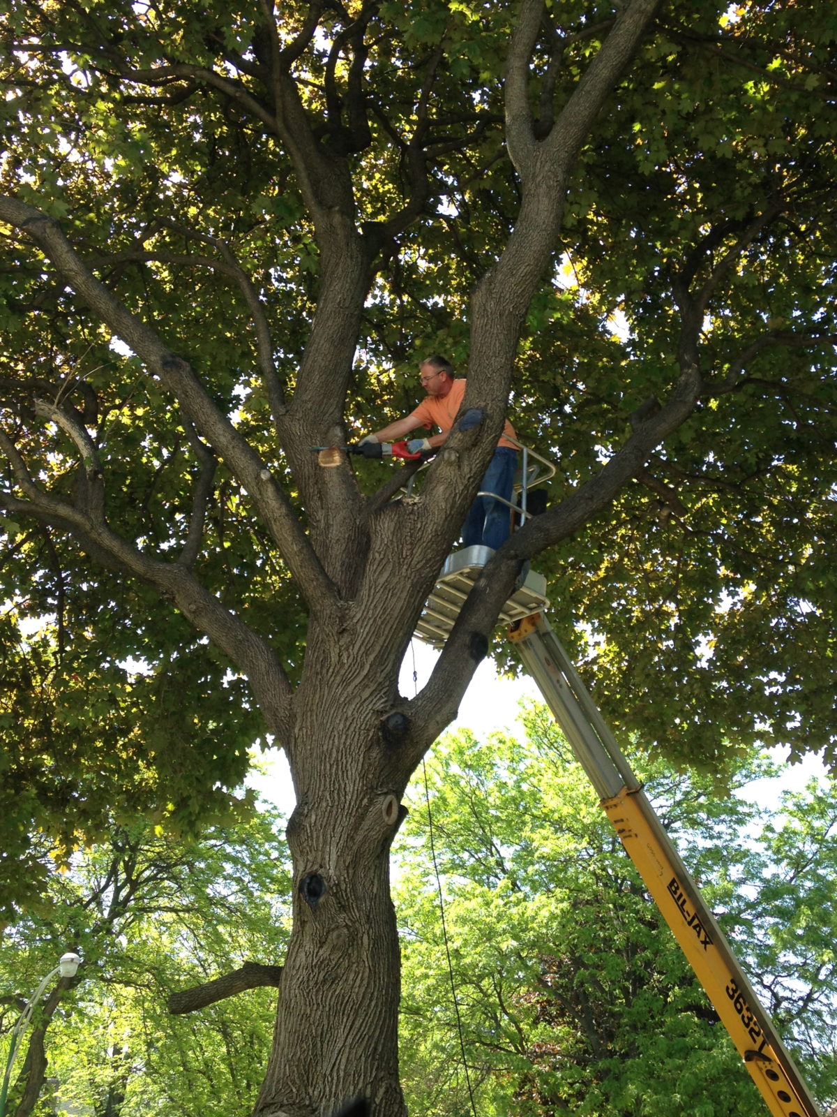 Tree Trimming and Yard Clearing
